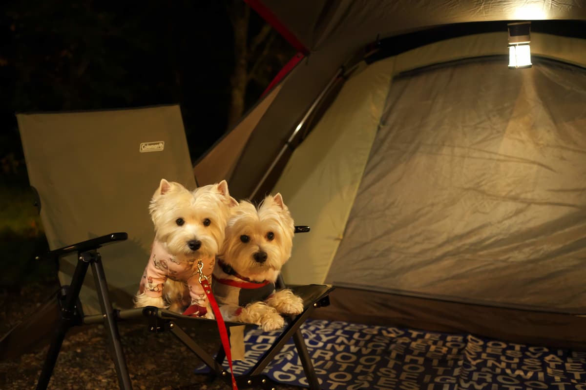 ペット同伴okのキャンプ場やフェリーが増加 プロが教える 愛犬 愛猫と泊まる宿泊施設でのマナーとルール Auto Messe Web カスタム アウトドア 福祉車両 モータースポーツなどのカーライフ情報が満載