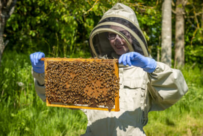 グッドウッド養蜂場には約25万匹のミツバチが飼育される