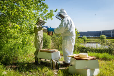 毎年生産されるハチミツはボランティア養蜂家チームによって丁寧に採取・処理される