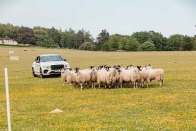 「羊飼いベンテイガ」が復活し、ベンテイガが子羊、雌羊、雄羊を一網打尽にし小屋へ導くフェスティバルの人気アクティビティだ